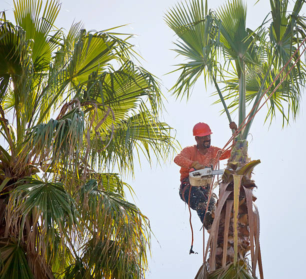 Best Tree Root Removal  in Great Falls, SC